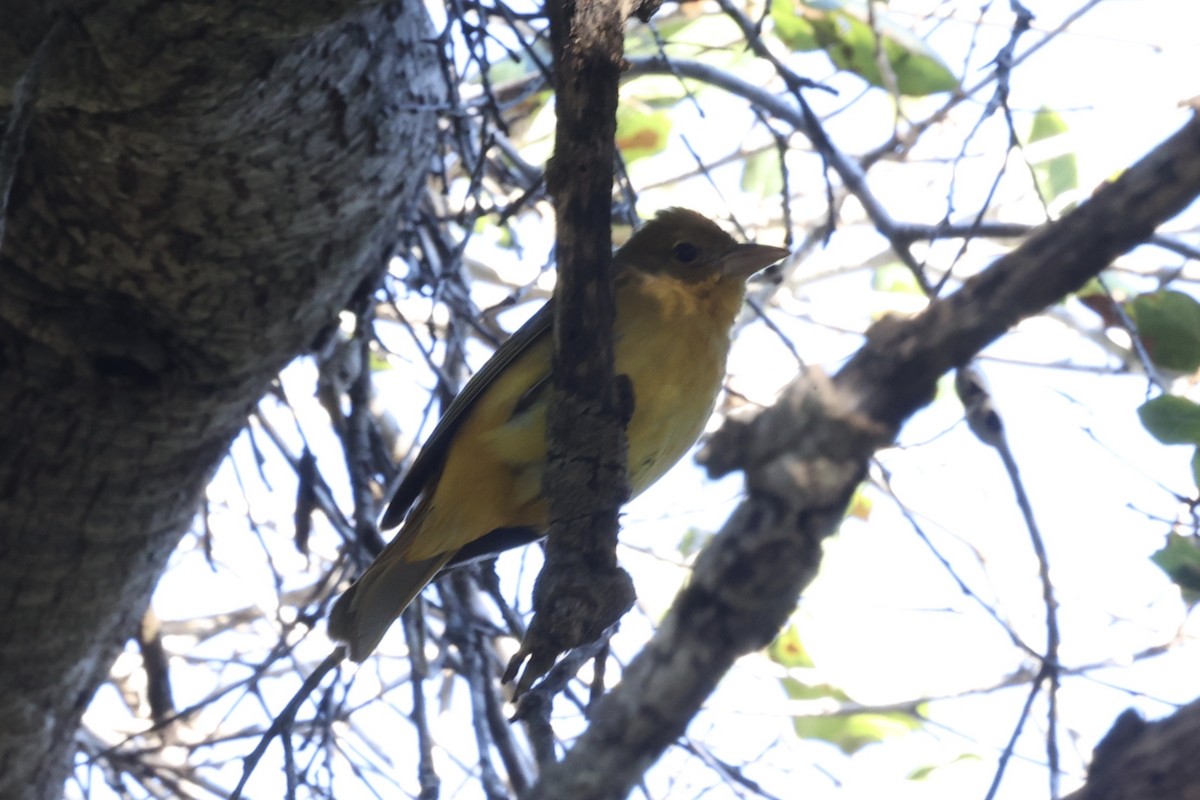 Summer Tanager - ML646495289