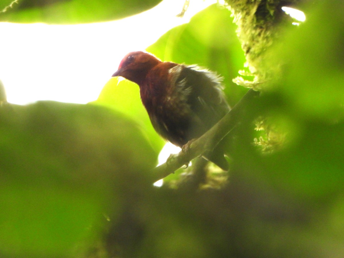Club-winged Manakin - ML646495290