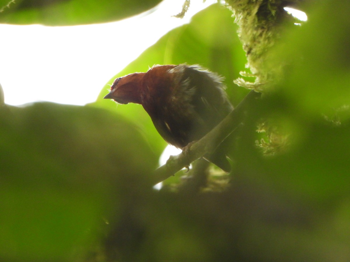 Club-winged Manakin - ML646495291