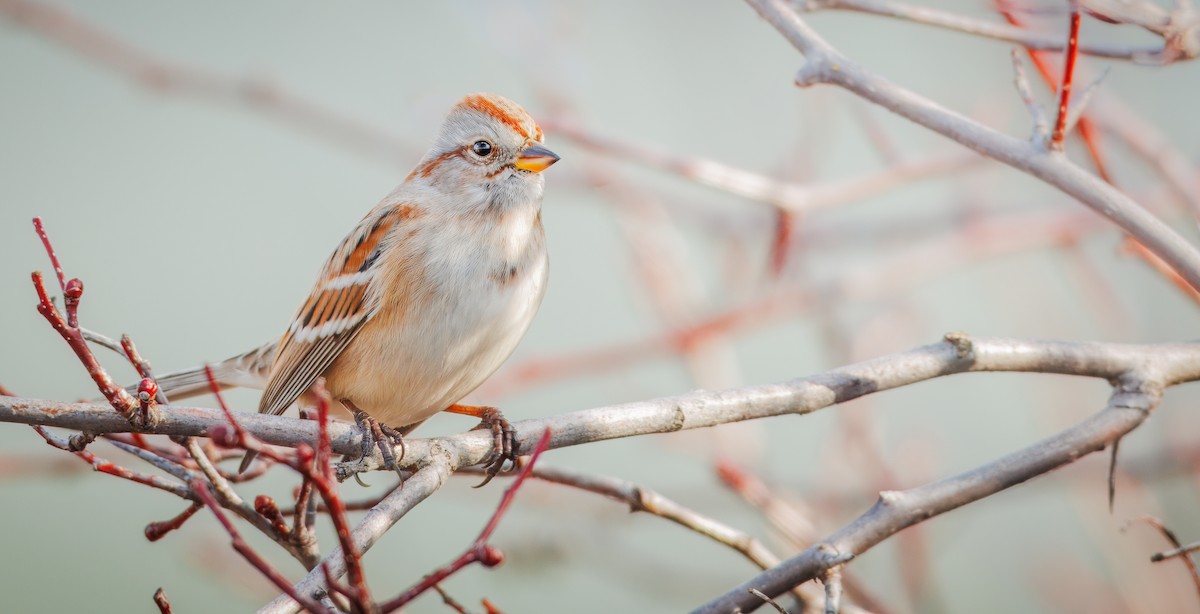 American Tree Sparrow - ML646495292