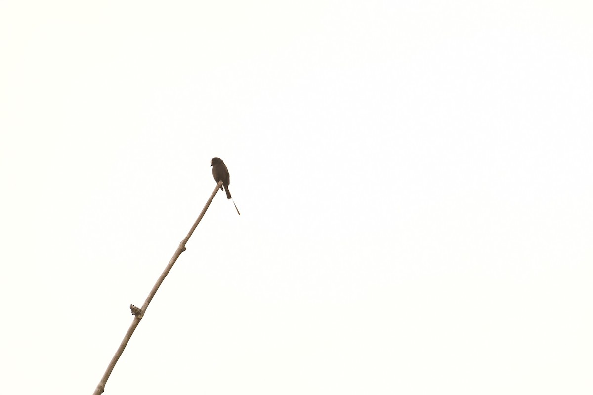 Long-tailed Tyrant - ML646495293