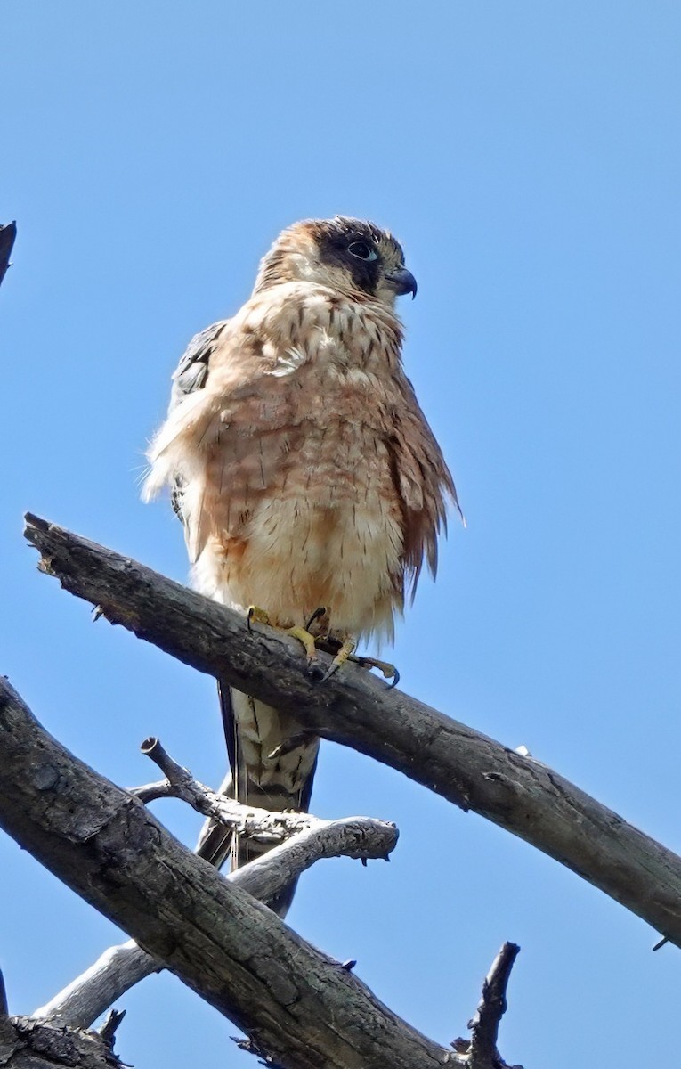 Australian Hobby - ML646495294