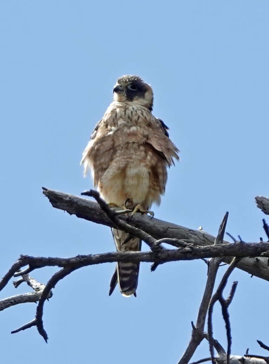 Australian Hobby - ML646495295