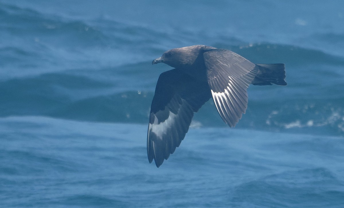 South Polar Skua - ML646495296