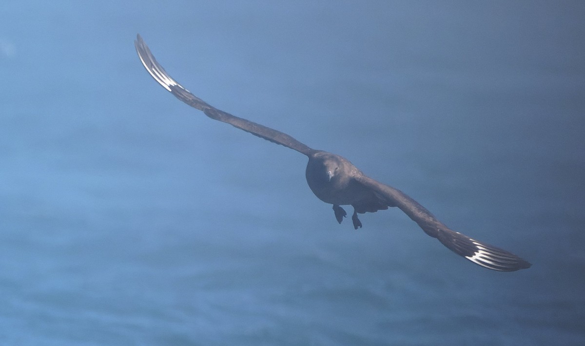 South Polar Skua - ML646495297