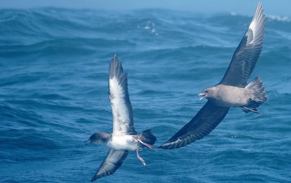 South Polar Skua - ML646495298