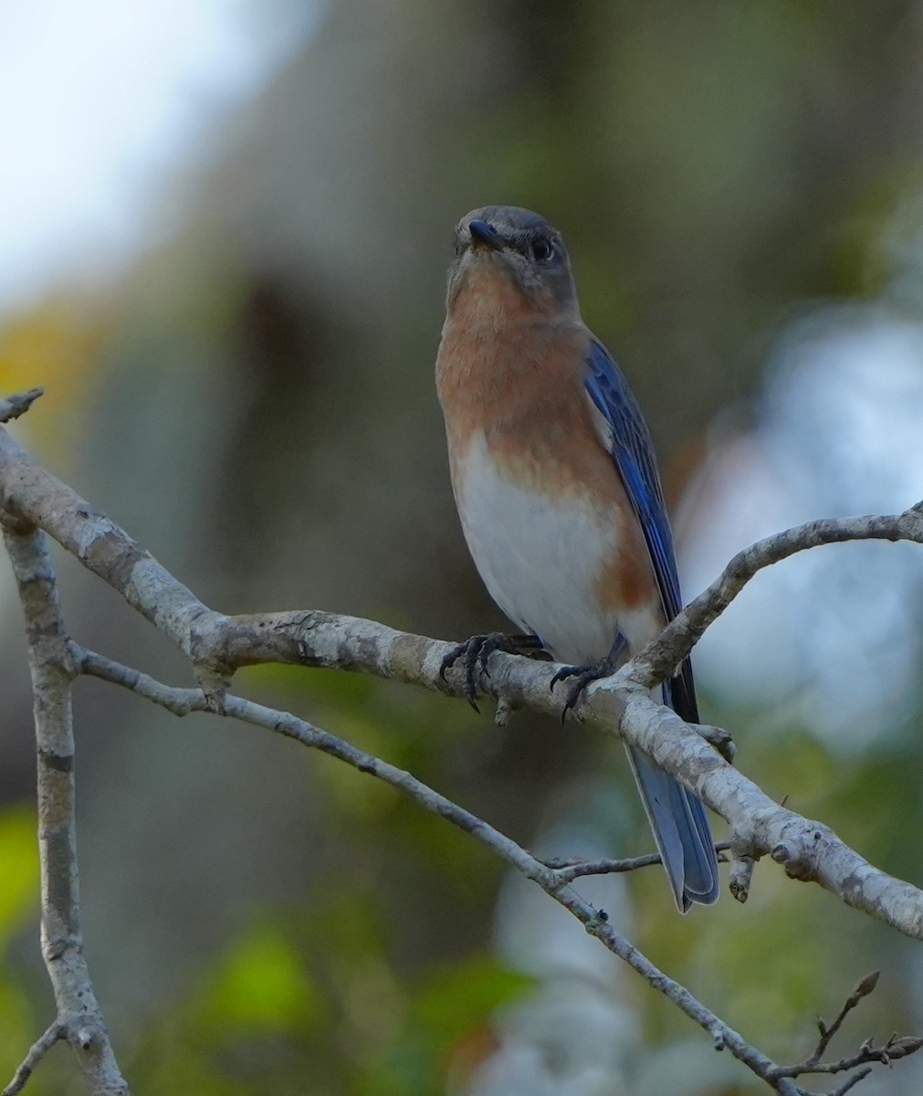 Блакитник східний - ML646495299