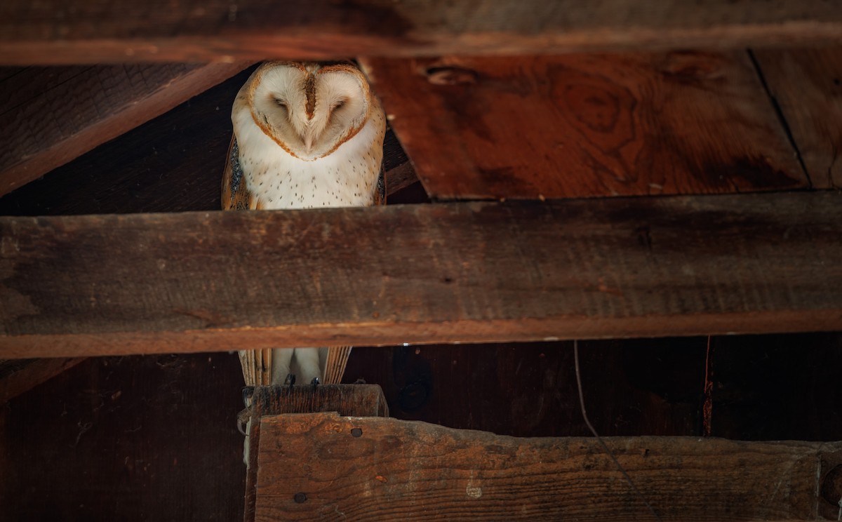 amerikatårnugle (tuidara gr.) - ML646495300