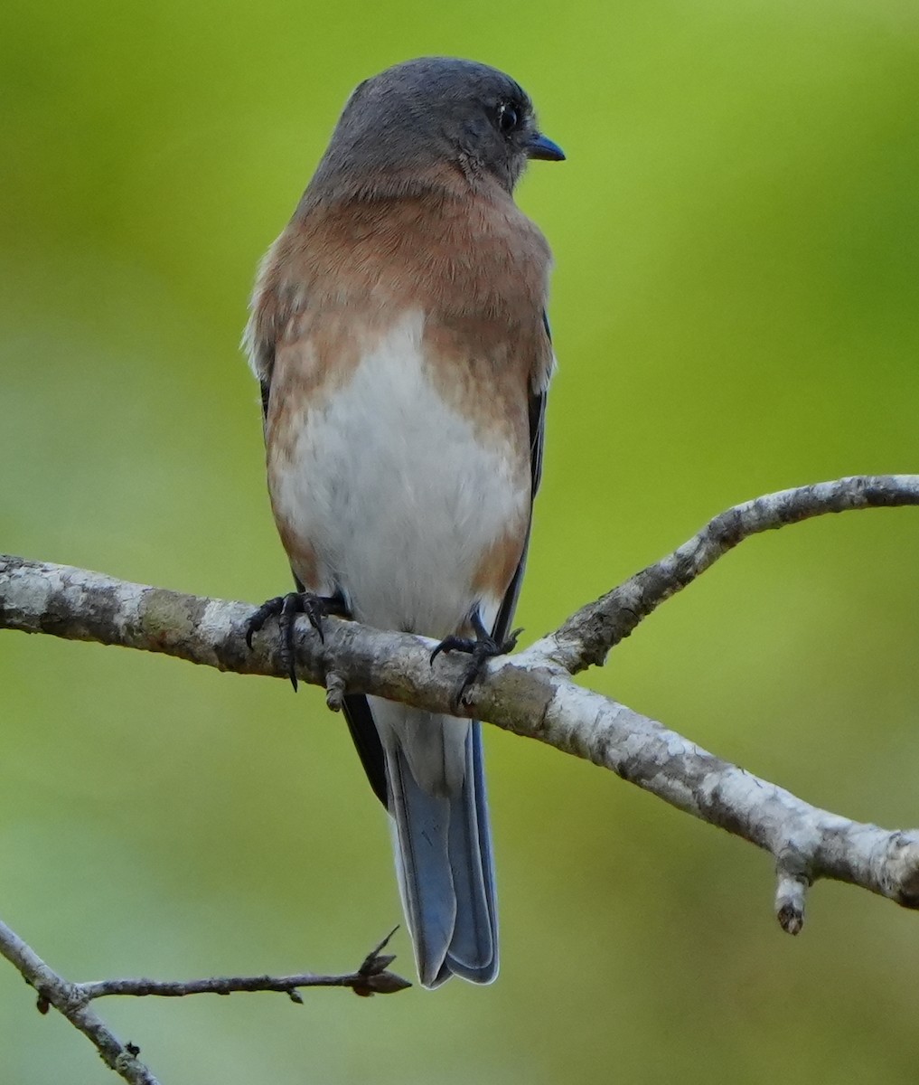 Блакитник східний - ML646495303