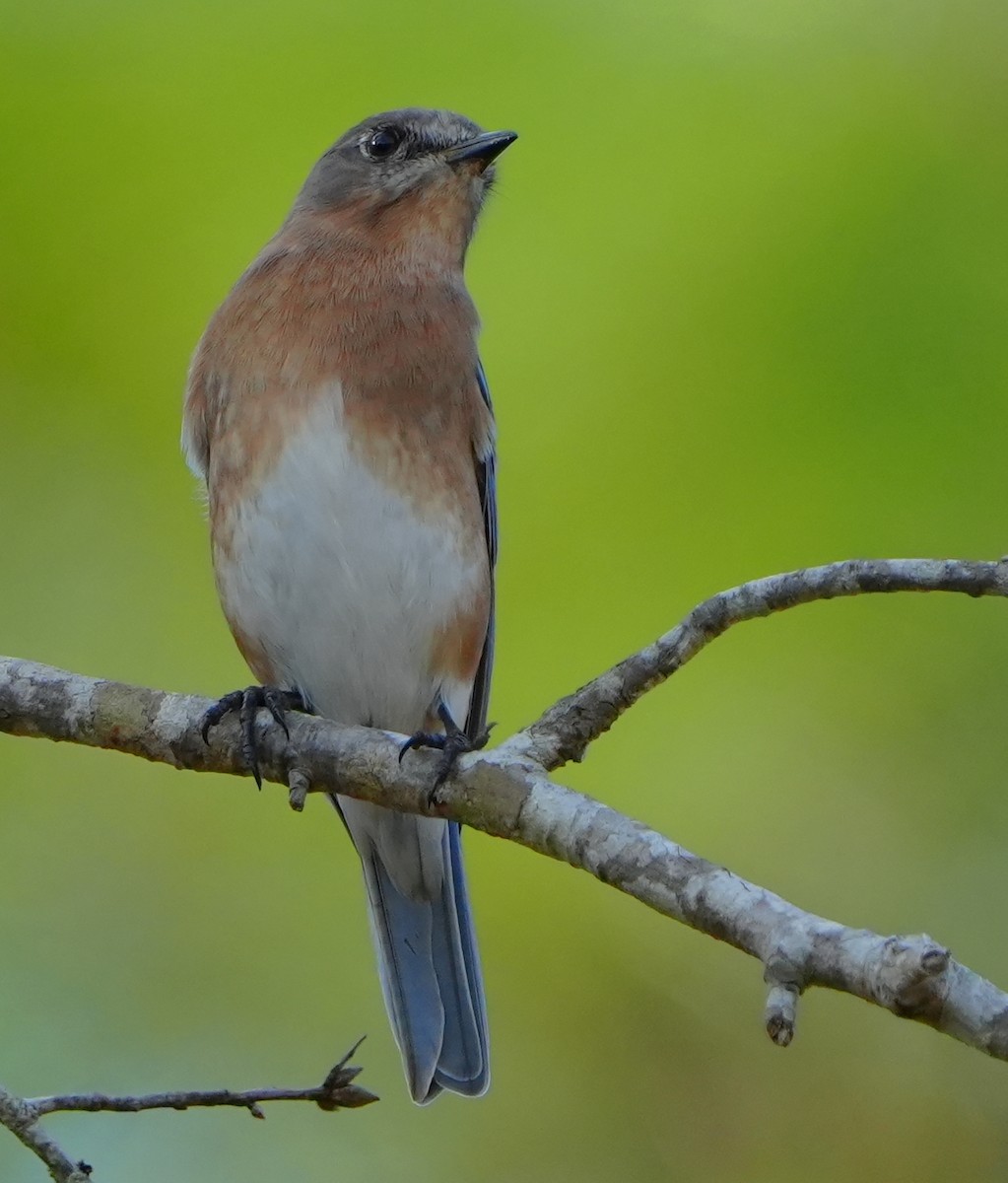 Блакитник східний - ML646495305