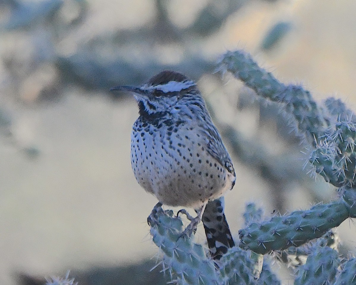 Cactus Wren - ML646495306