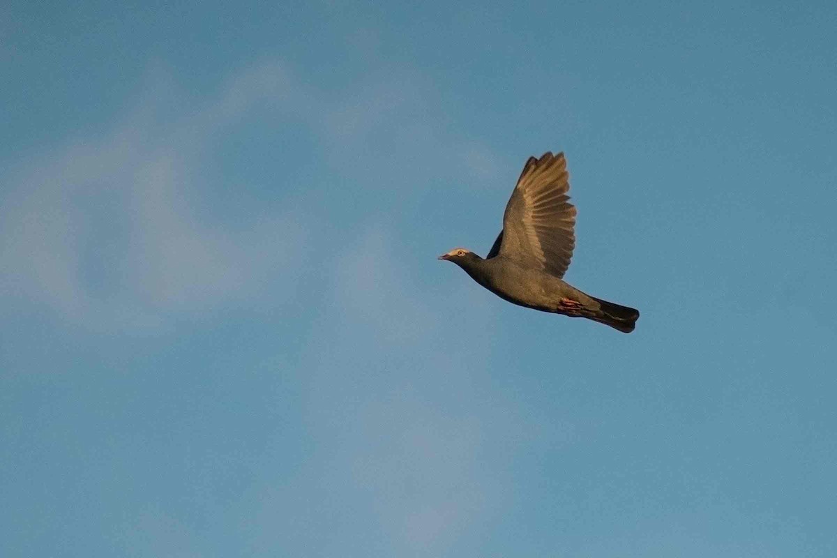 White-crowned Pigeon - ML646495309