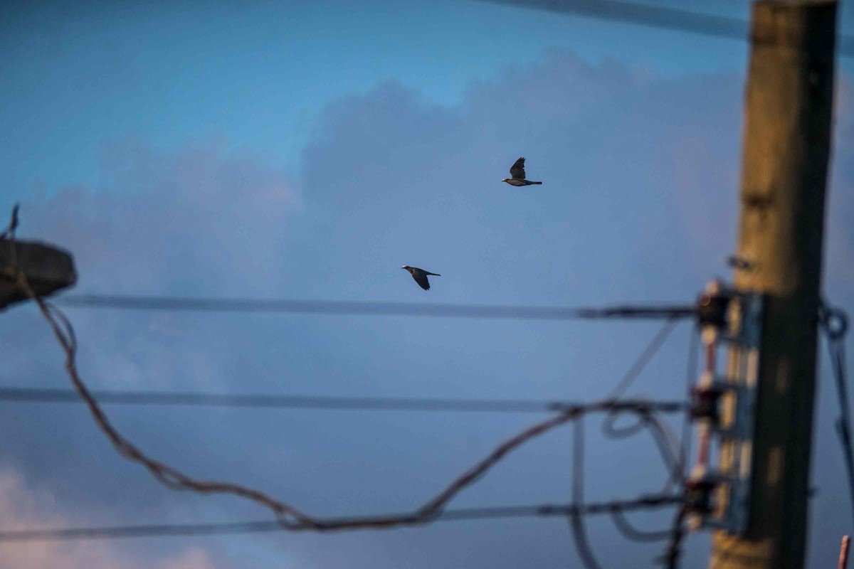 White-crowned Pigeon - ML646495310