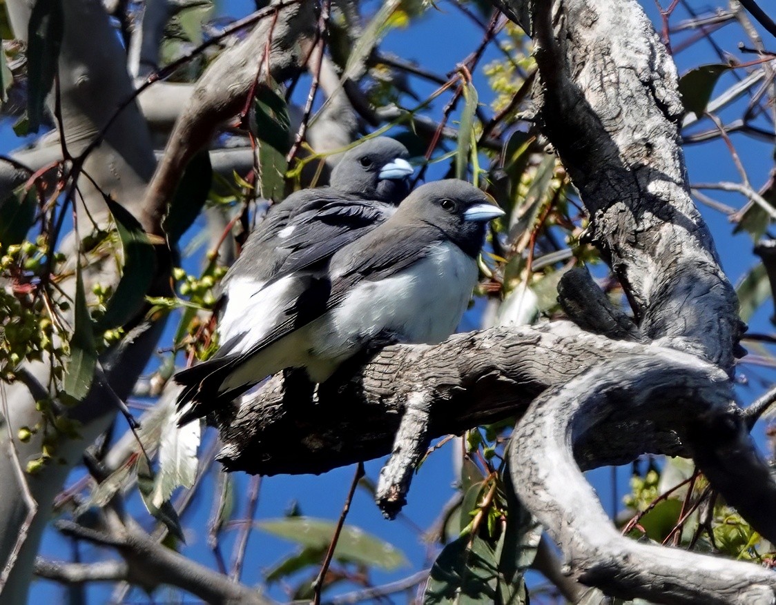 White-breasted Woodswallow - ML646495311