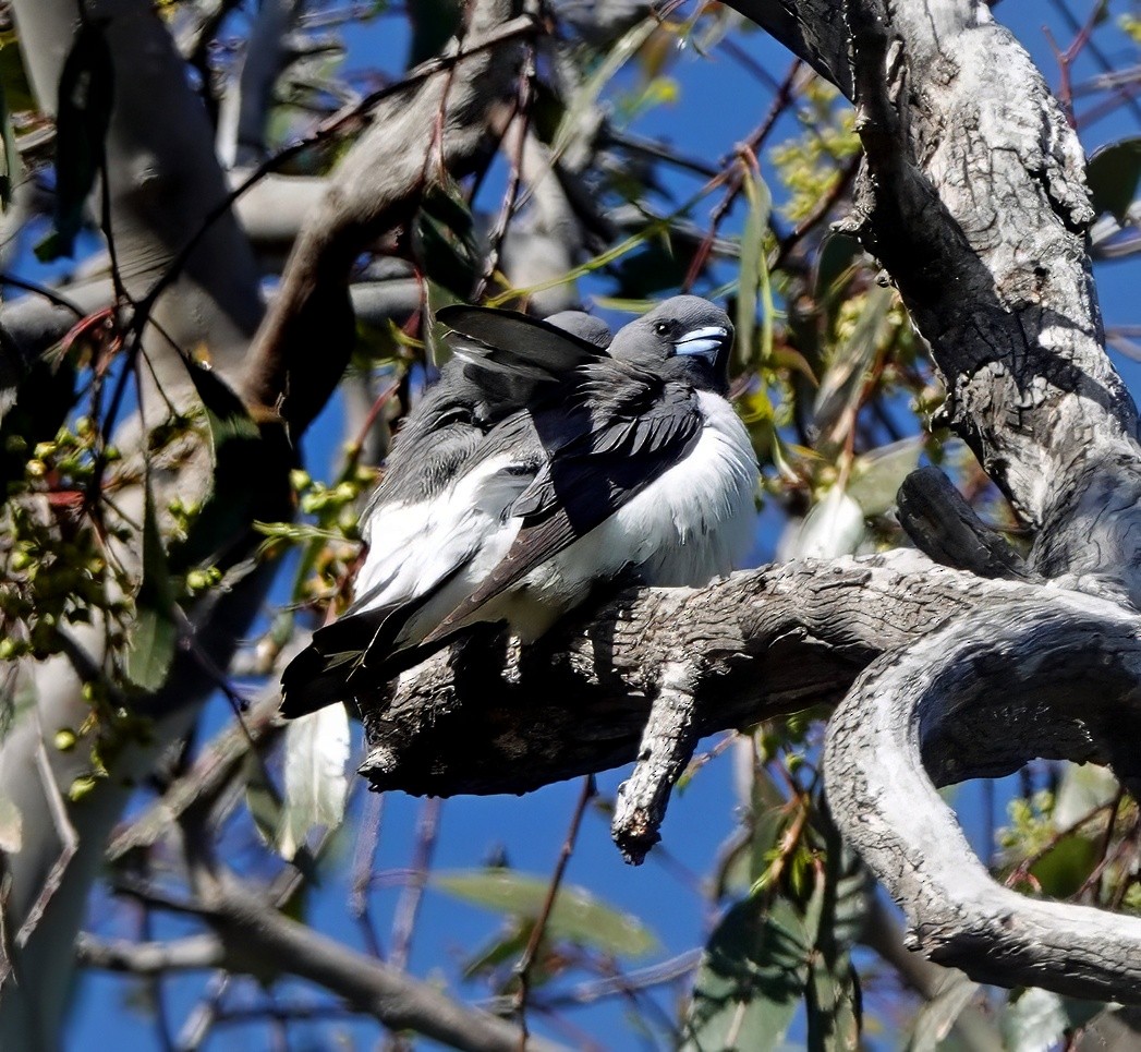 White-breasted Woodswallow - ML646495312