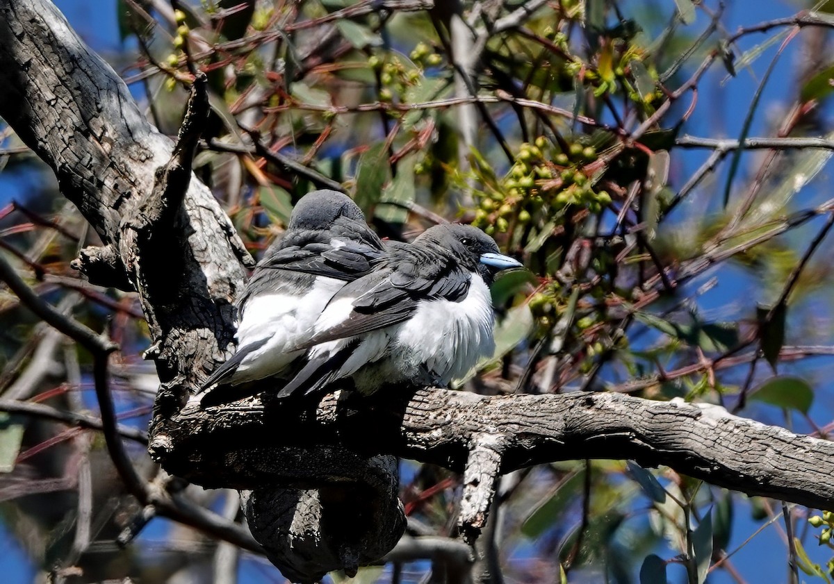White-breasted Woodswallow - ML646495313