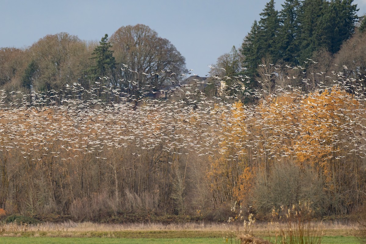 Snow Goose - ML646495314