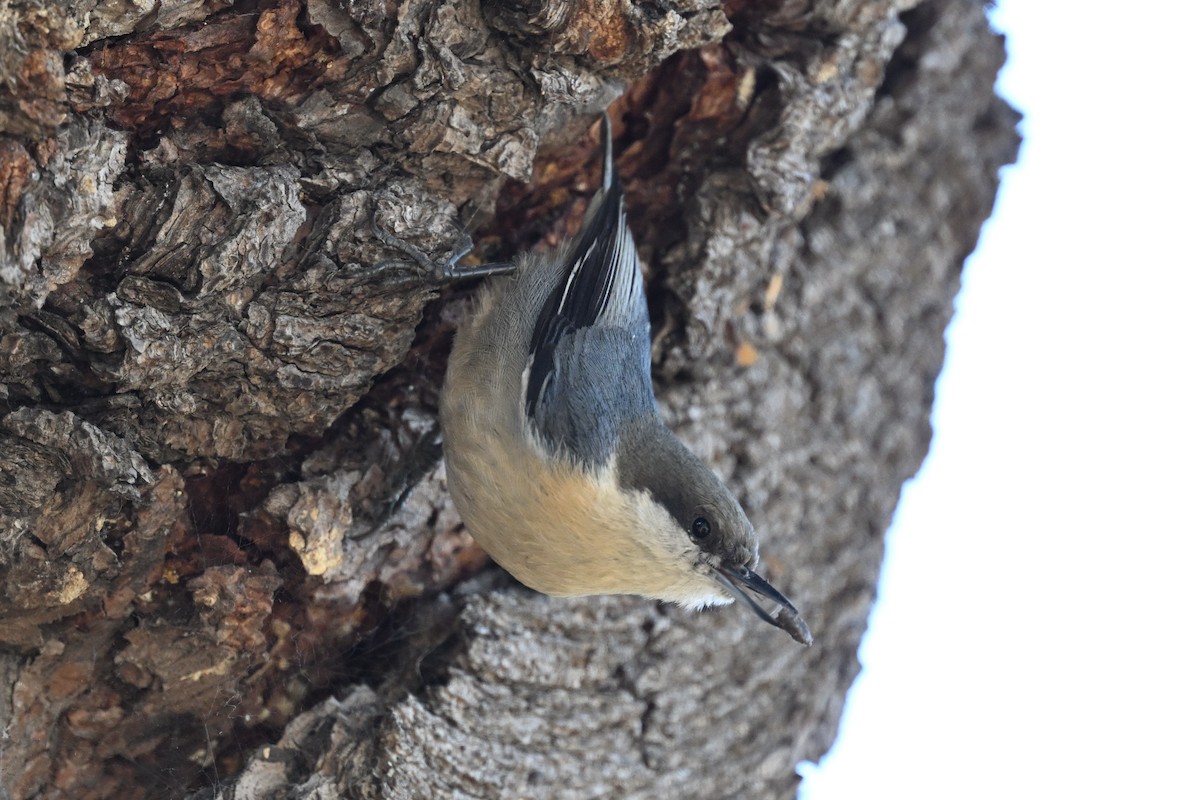 Pygmy Nuthatch - ML646495316