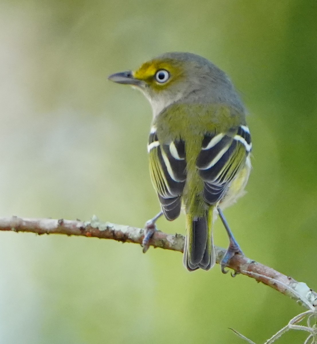 Віреон білоокий - ML646495317