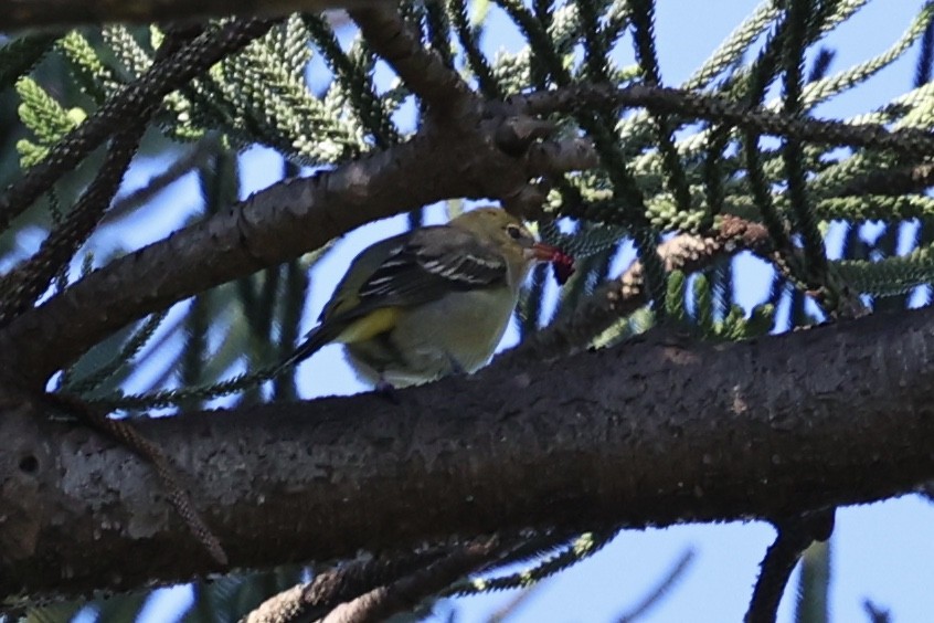 Western Tanager - ML646495318