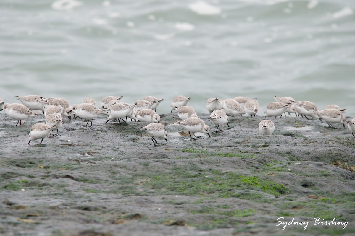 Txirri zuria - ML646495319