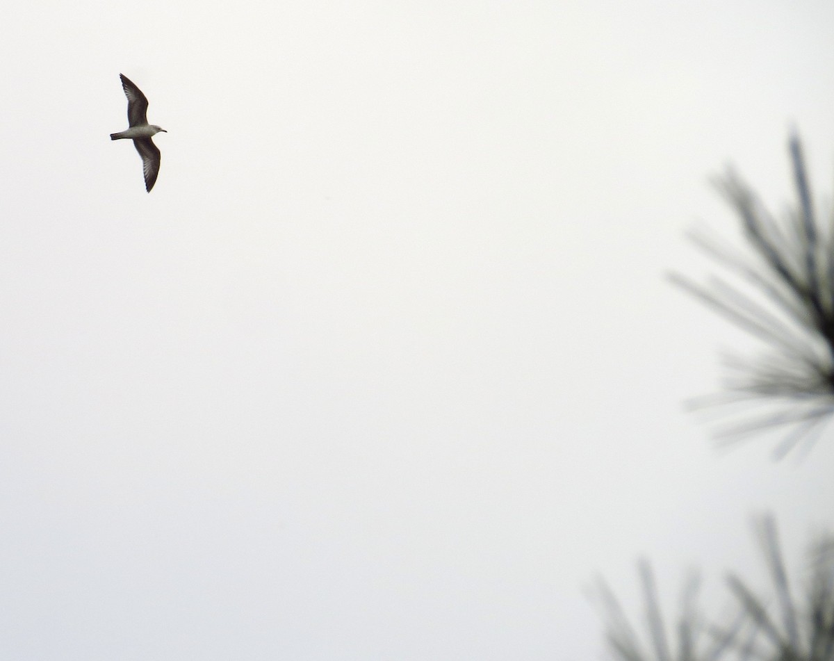 racek kroužkozobý - ML646495321