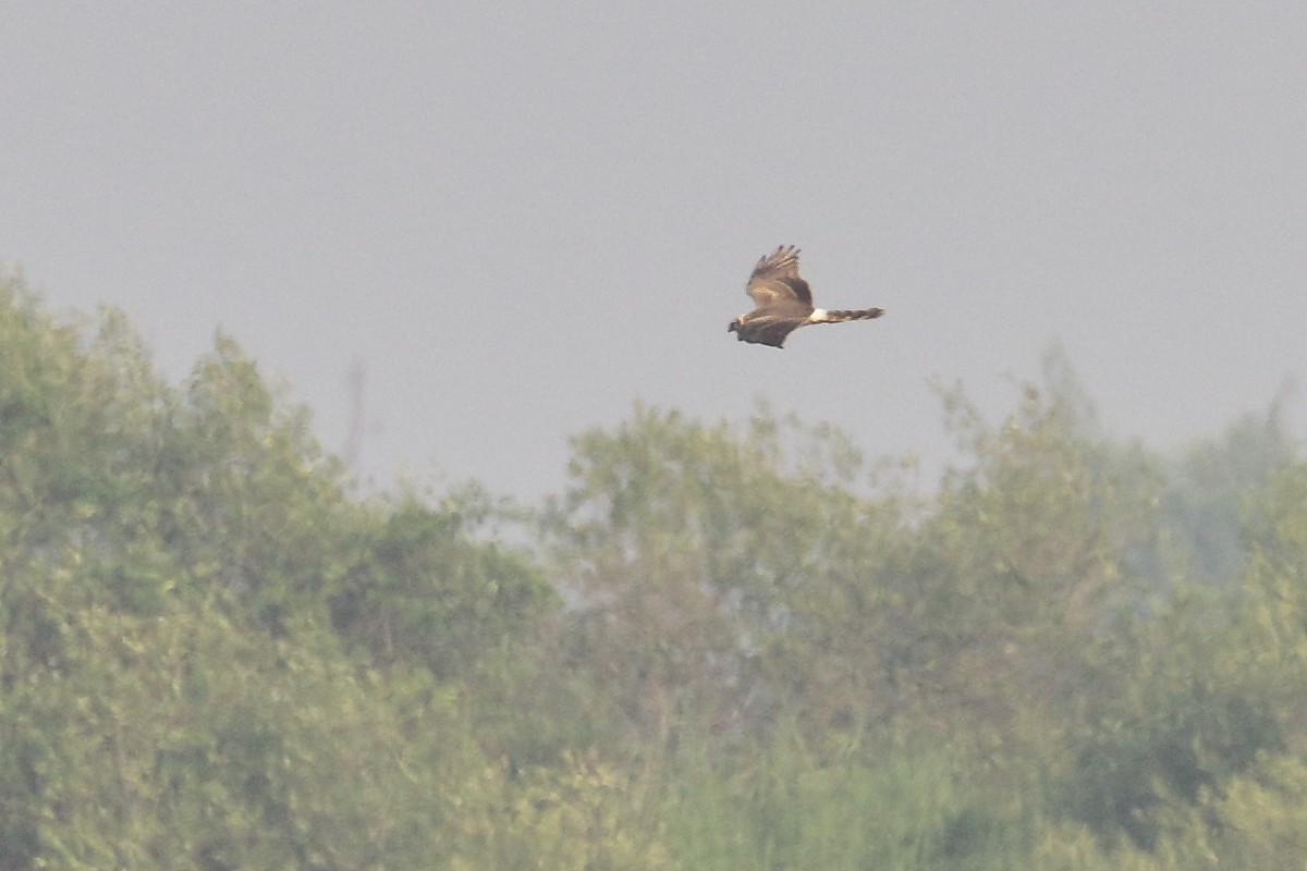 Pallid Harrier - ML646495322