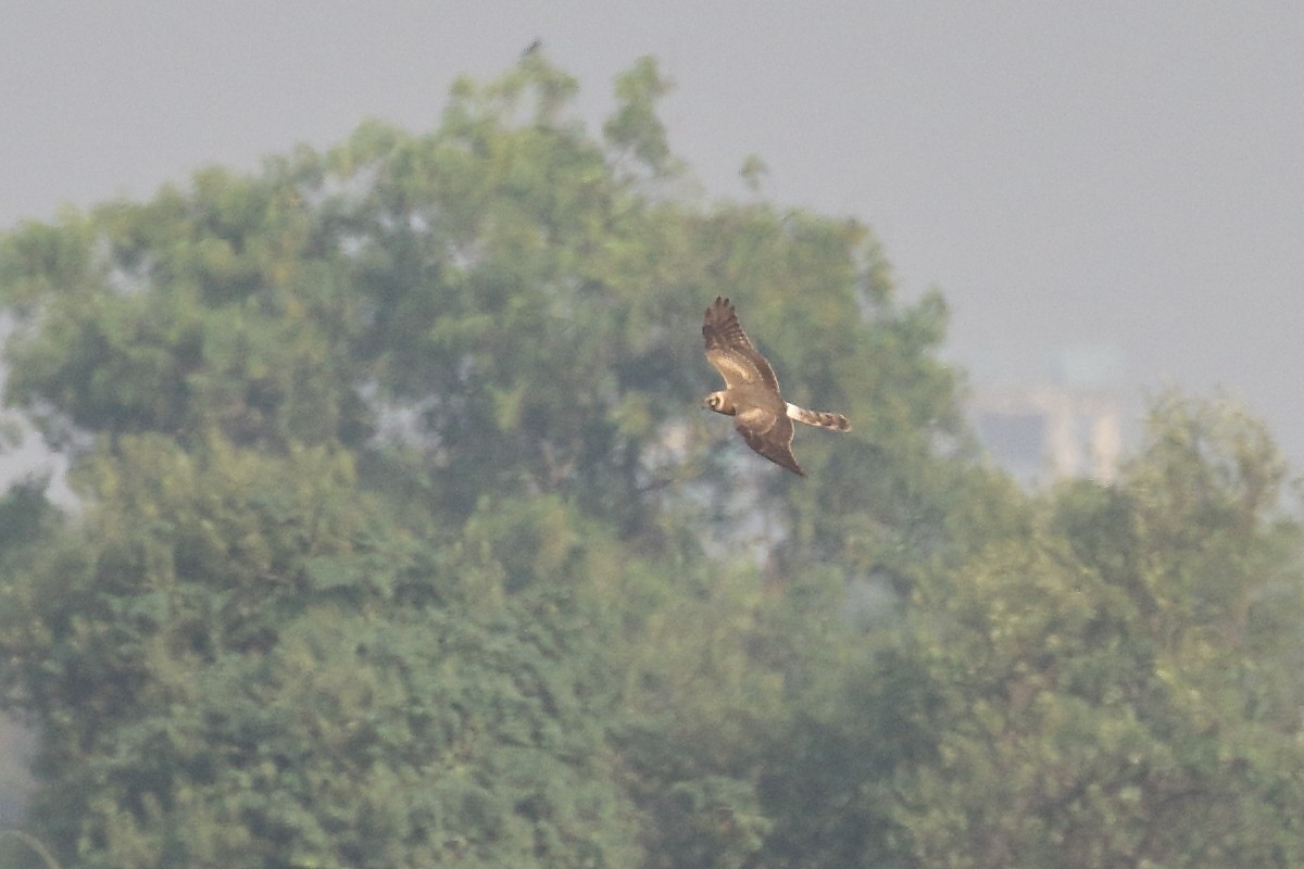 Pallid Harrier - ML646495323