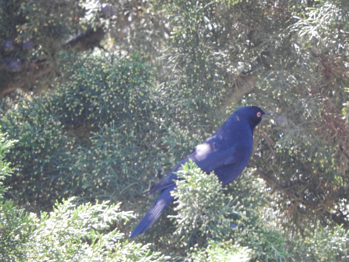 Giant Cowbird - ML646495329