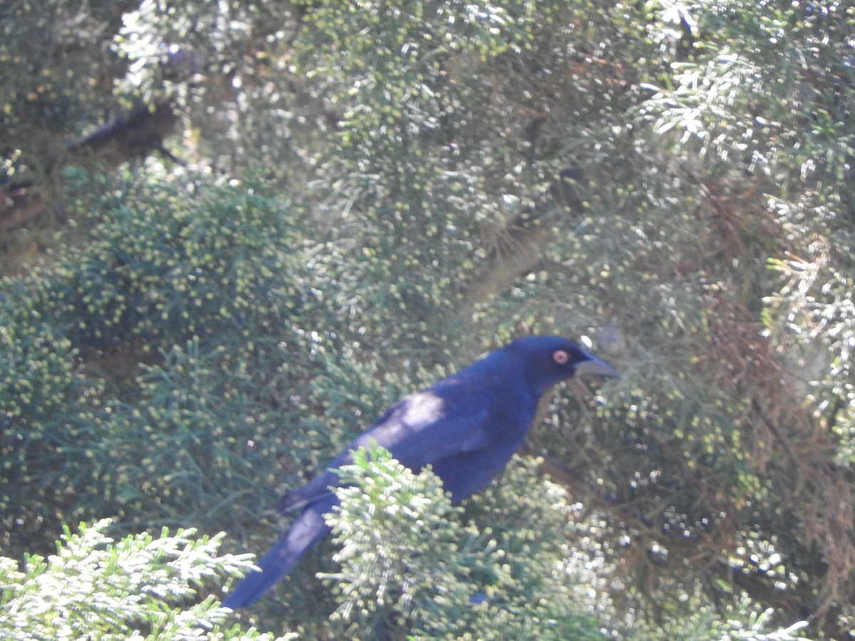 Giant Cowbird - ML646495330