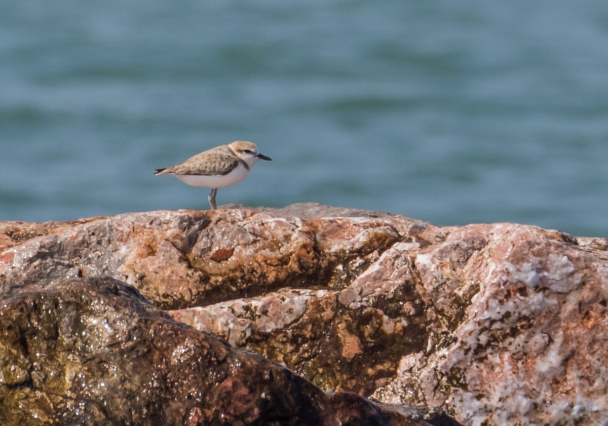 Malaysian Plover - ML646495332