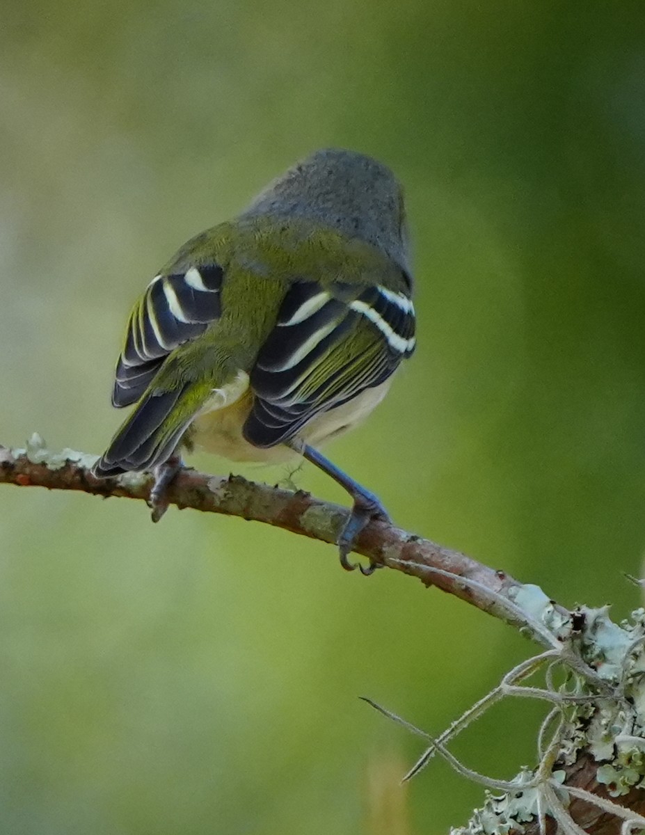 Віреон білоокий - ML646495336