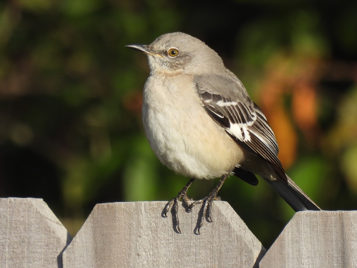 Northern Mockingbird - ML646495338