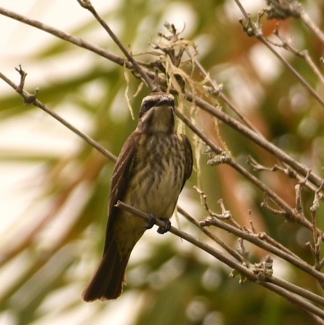 Piratic Flycatcher - ML646495343