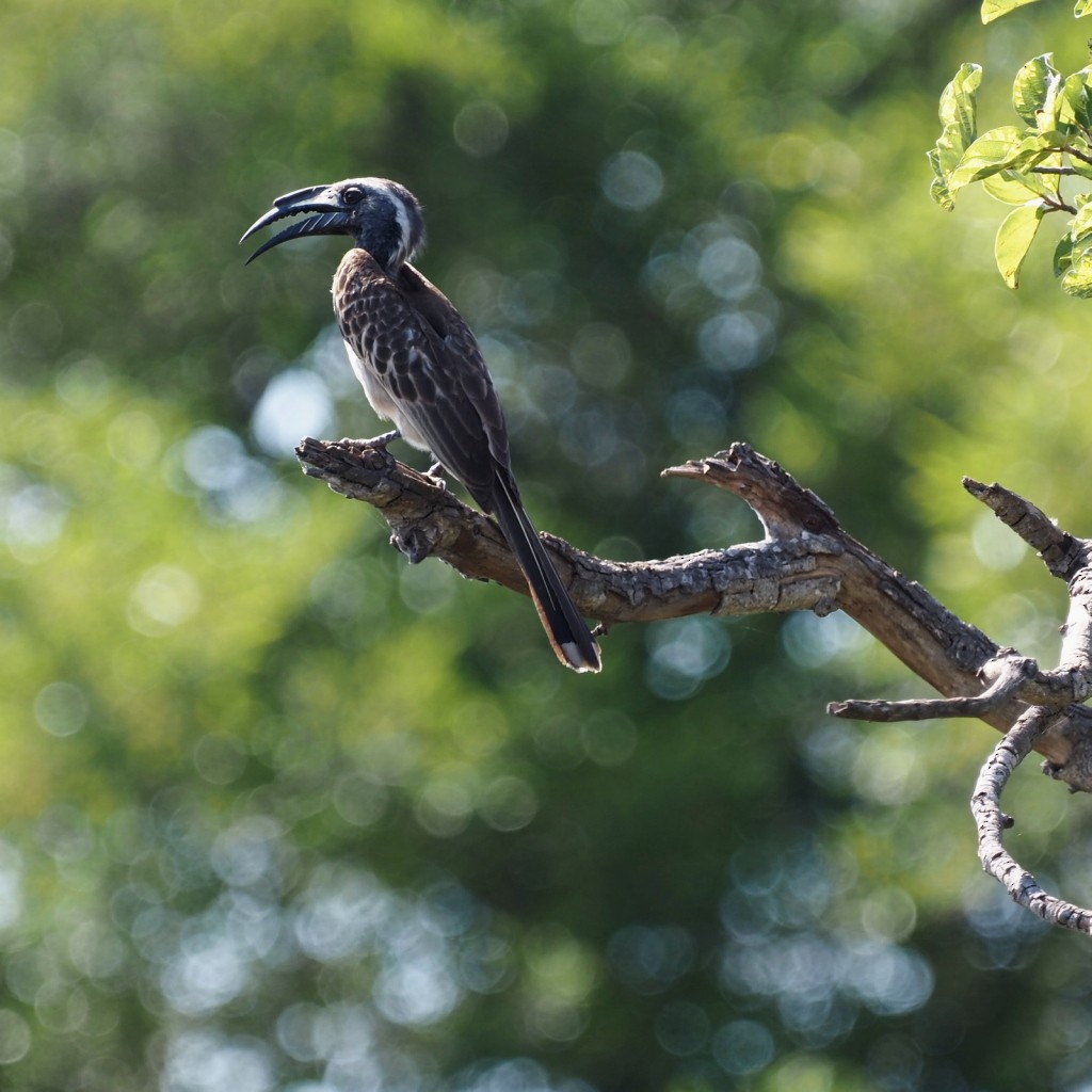 African Gray Hornbill - ML646495345