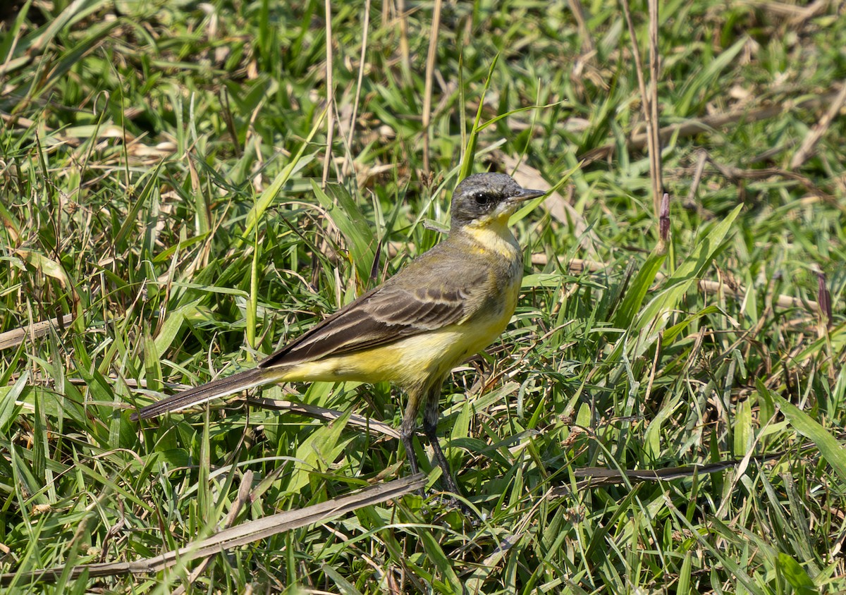 Eastern Yellow Wagtail - ML646495346