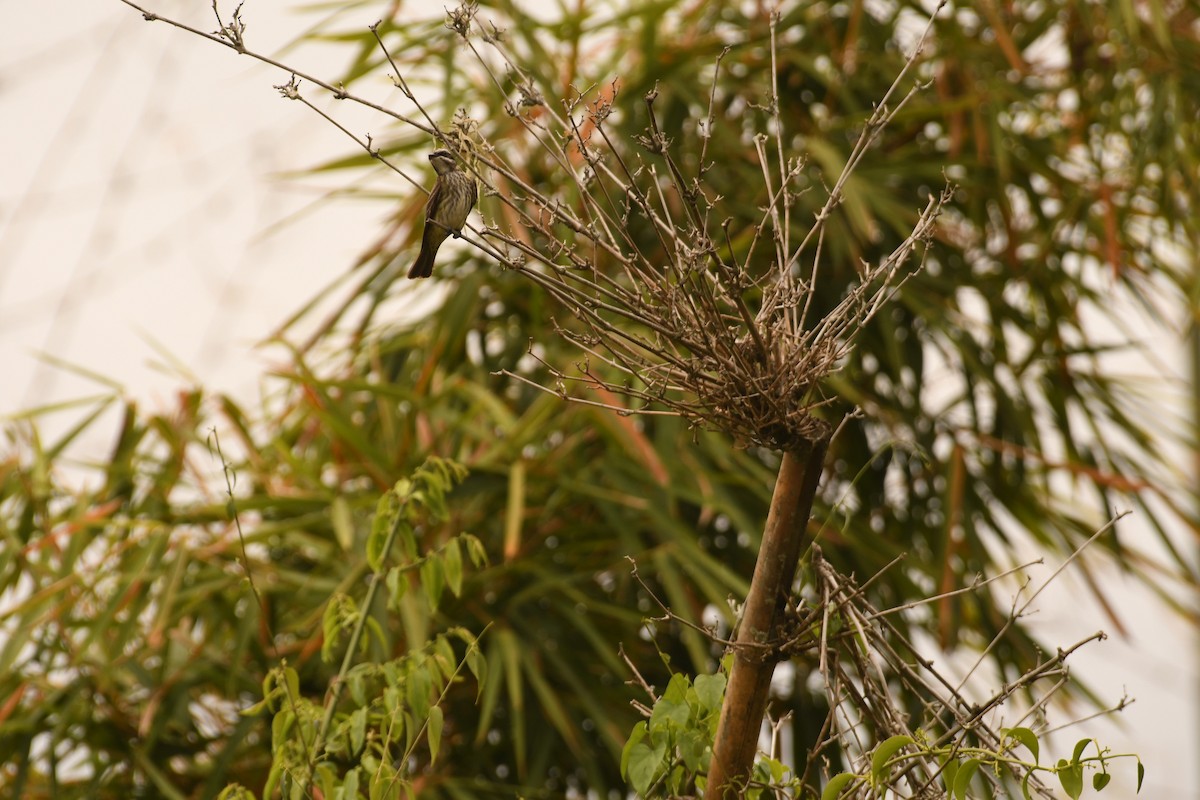 Piratic Flycatcher - ML646495347