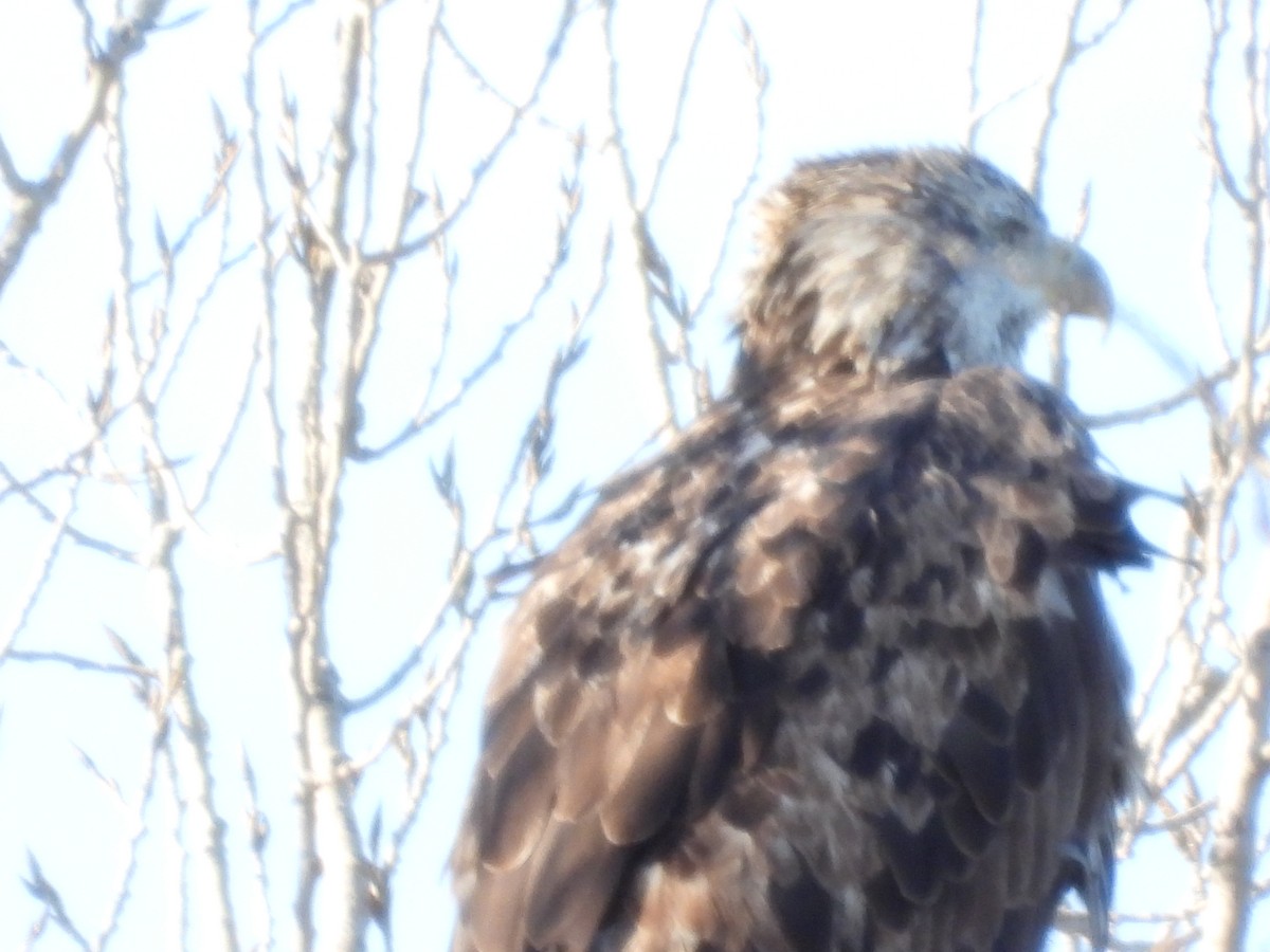 Itsas arrano buruzuria - ML646495349