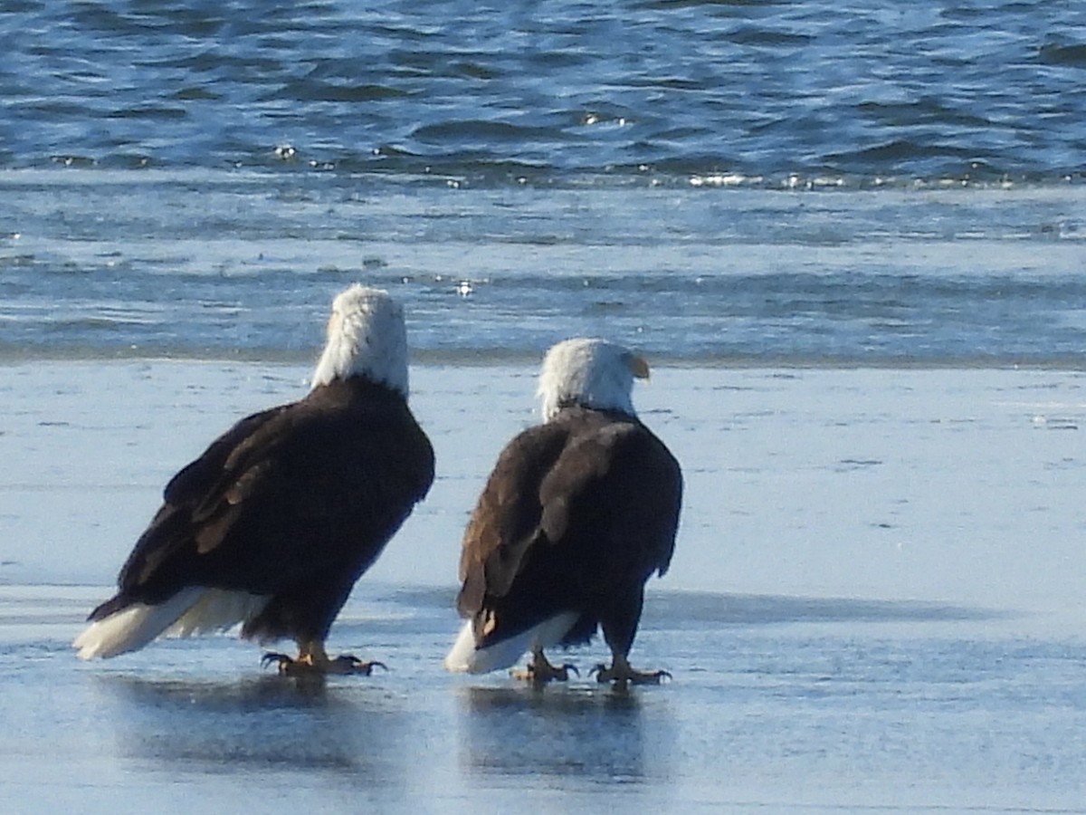 Itsas arrano buruzuria - ML646495350