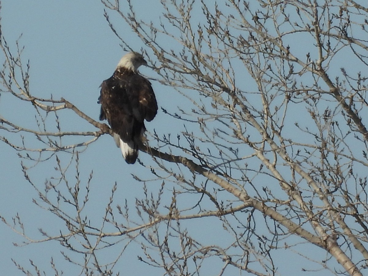 Itsas arrano buruzuria - ML646495351