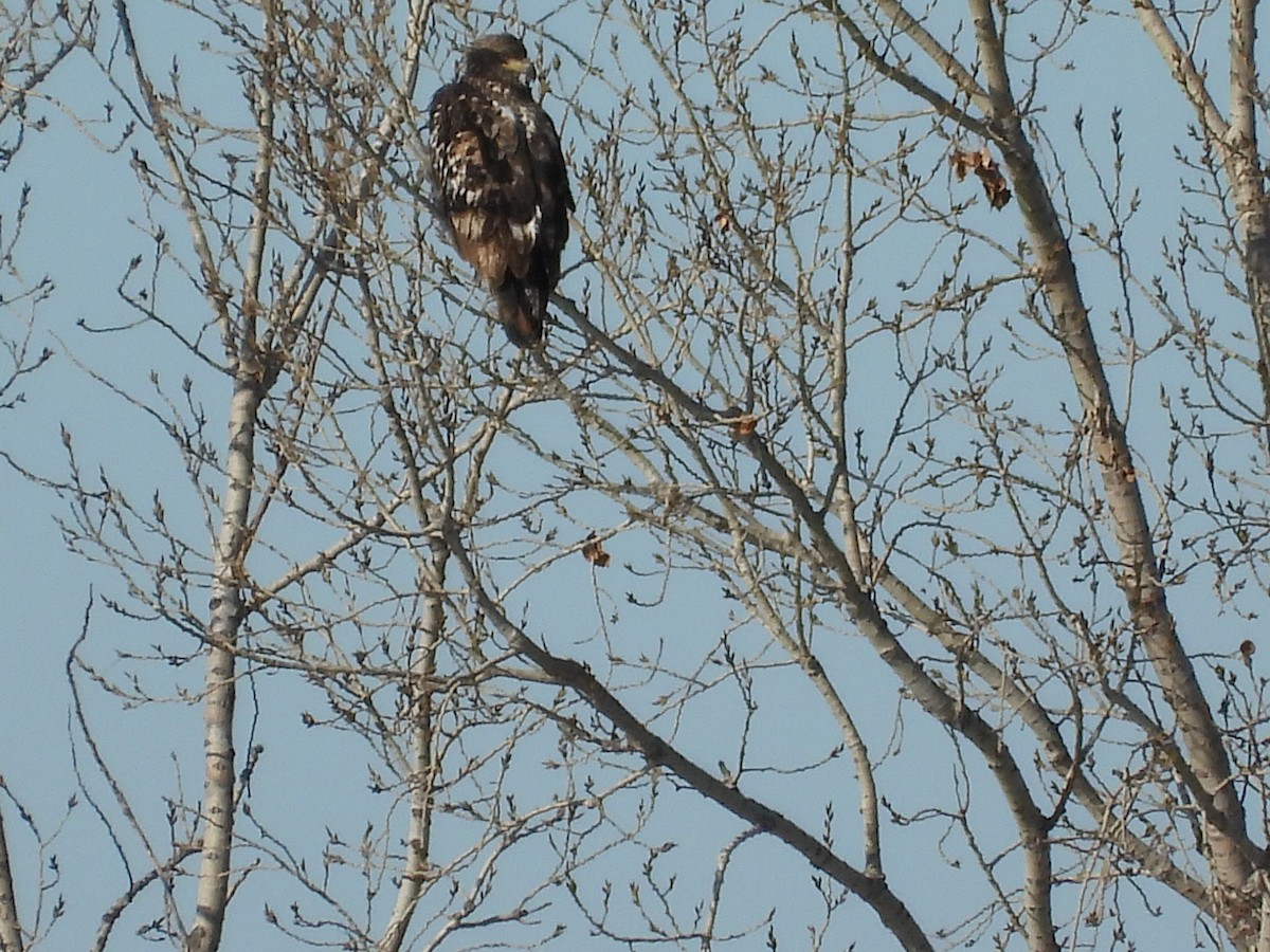 Itsas arrano buruzuria - ML646495352