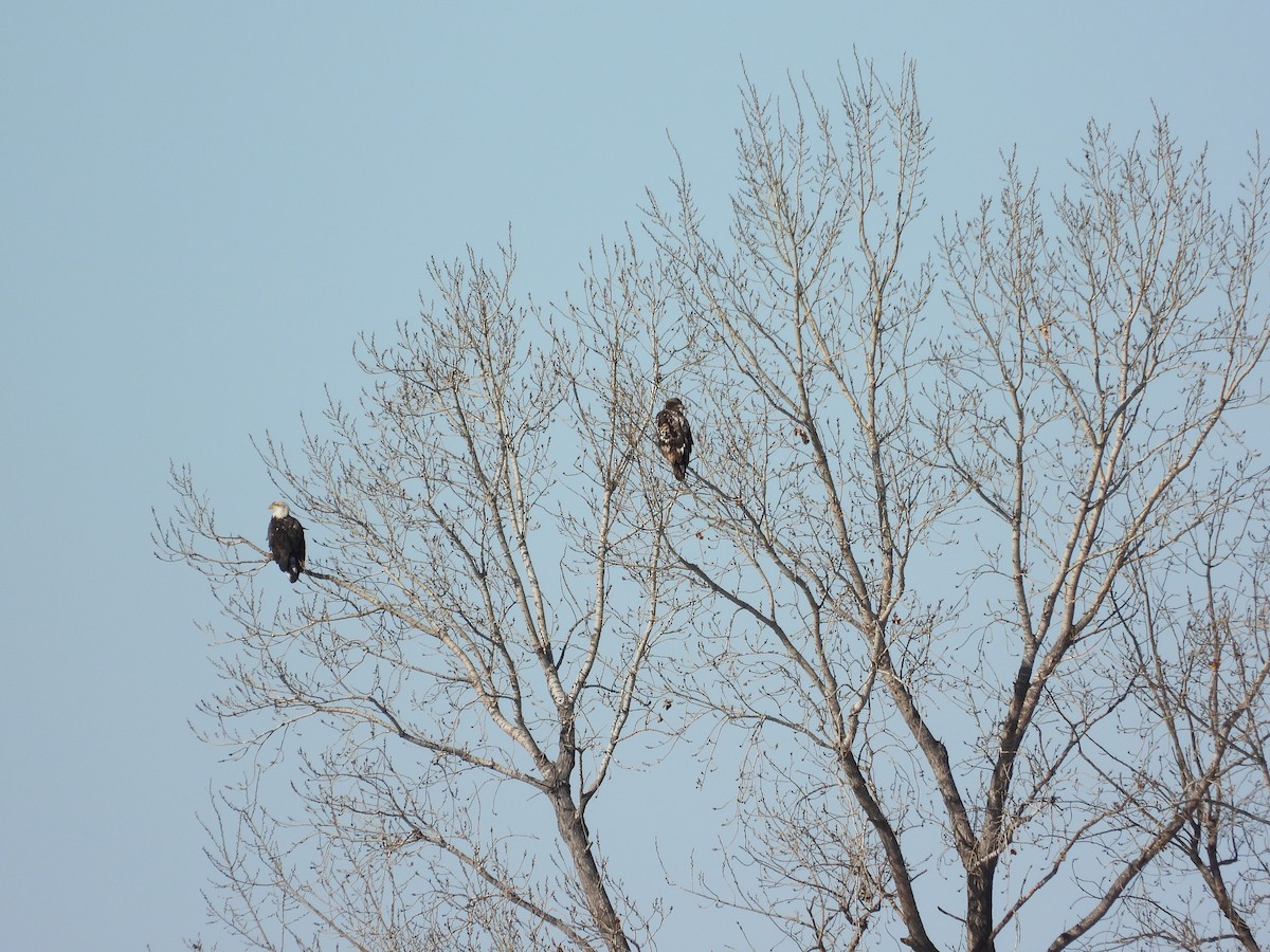 Itsas arrano buruzuria - ML646495353