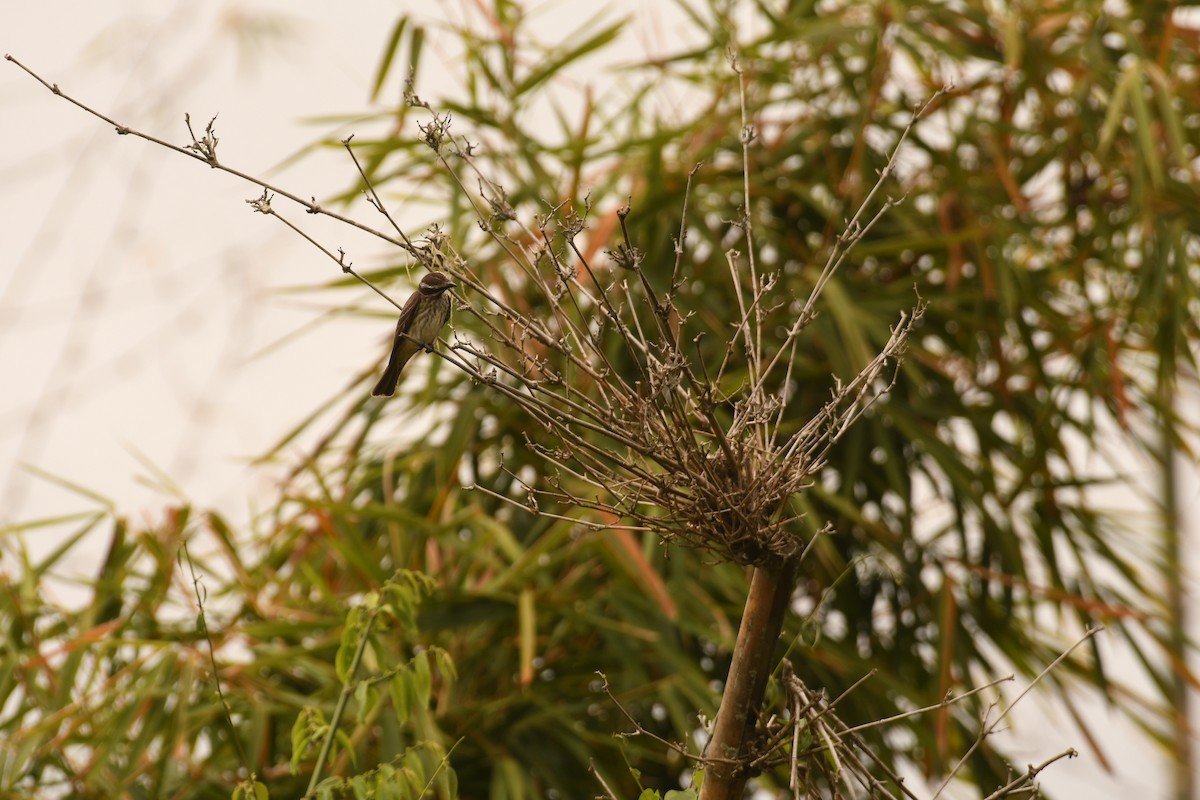 Piratic Flycatcher - ML646495354