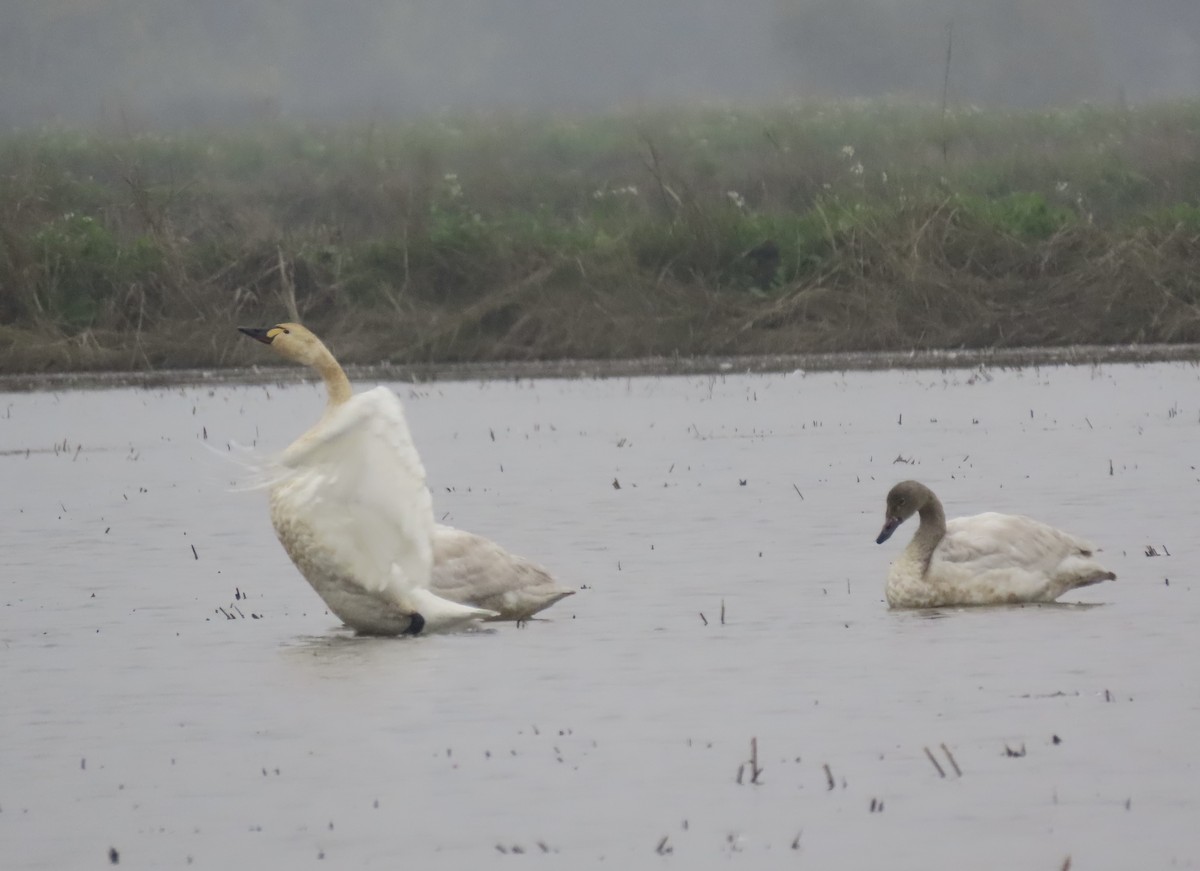 Tundra Swan - ML646495356
