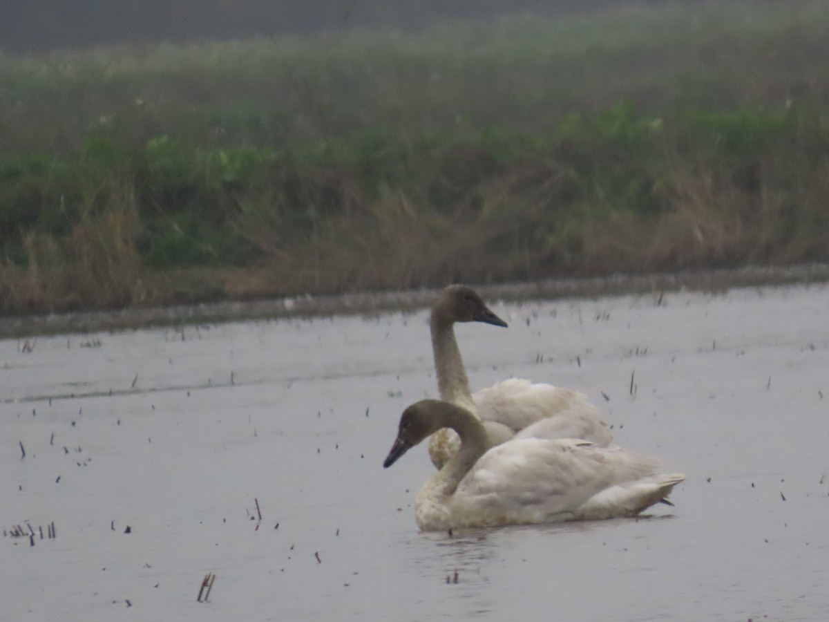 Tundra Swan - ML646495357