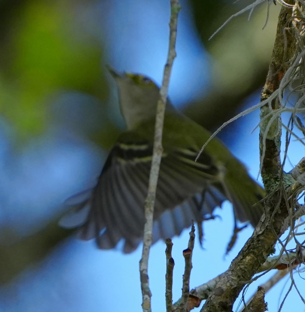 Віреон білоокий - ML646495362