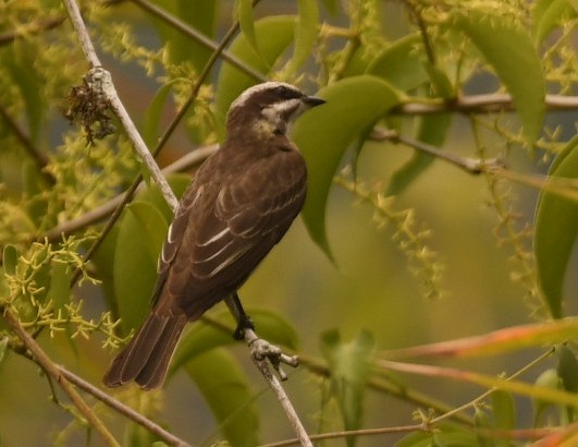 Piratic Flycatcher - ML646495368