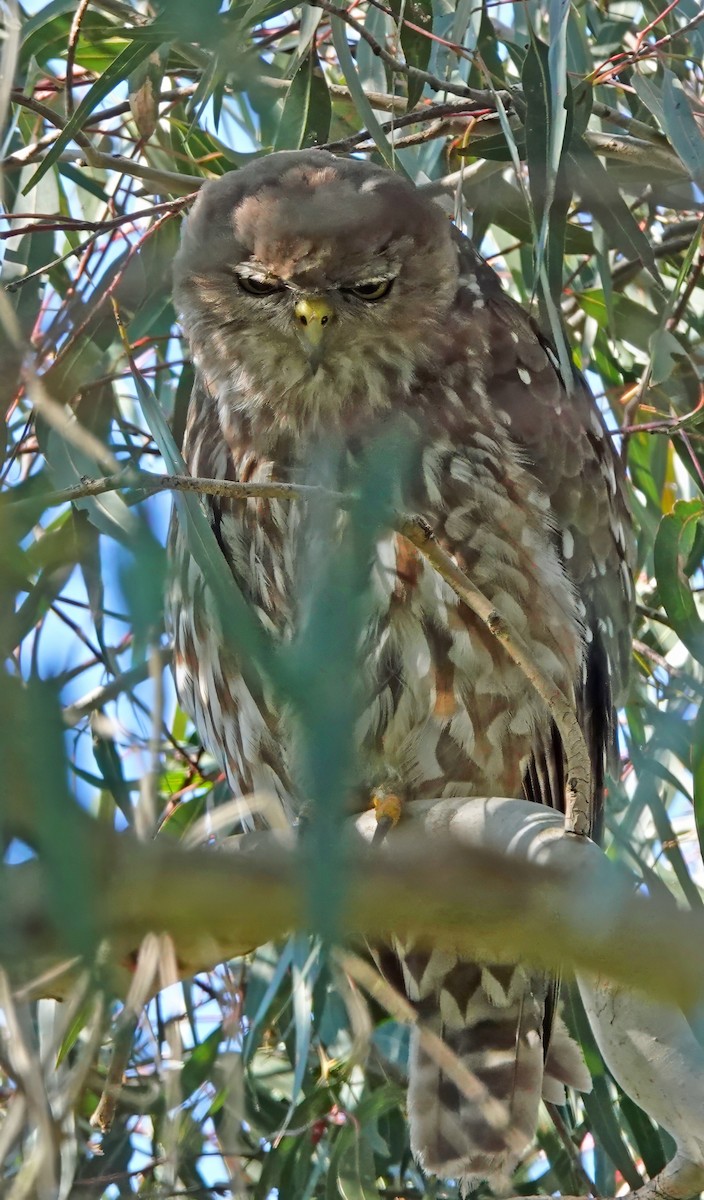 Barking Owl - ML646495371