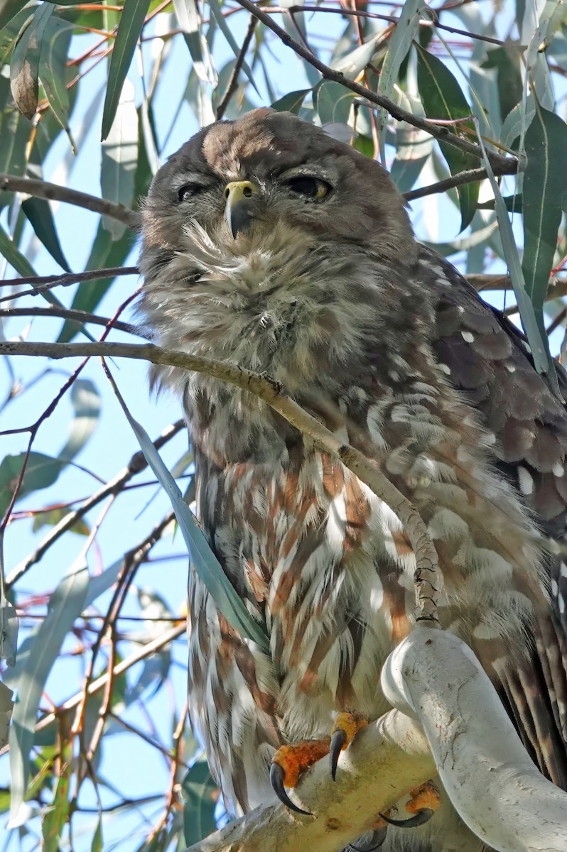Barking Owl - ML646495372