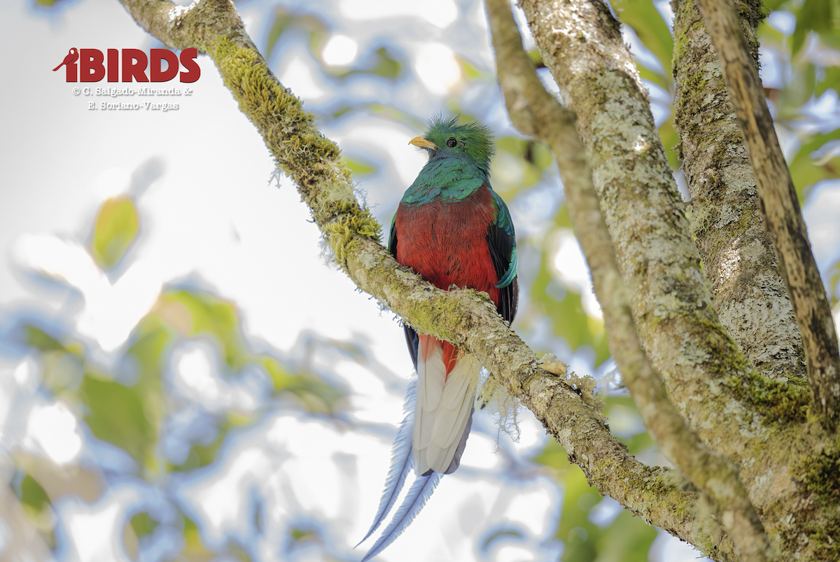 Resplendent Quetzal - ML646495374